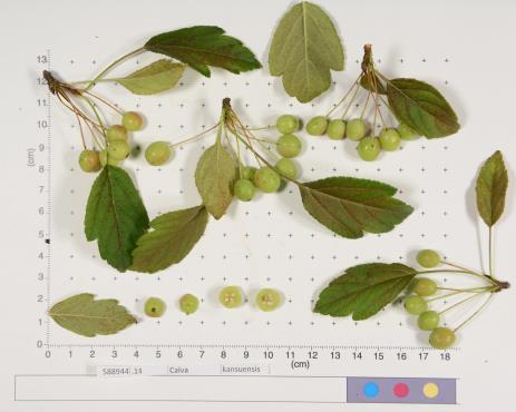 FRUIT